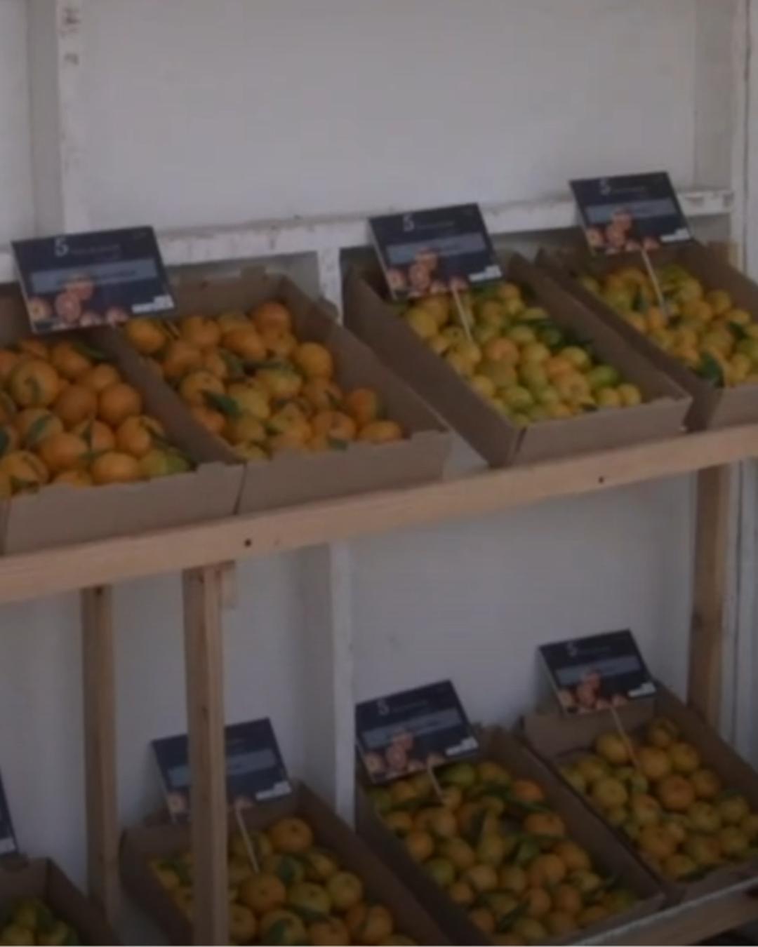 5.ª Mostra da Tangerina de Santa Cruz 2019