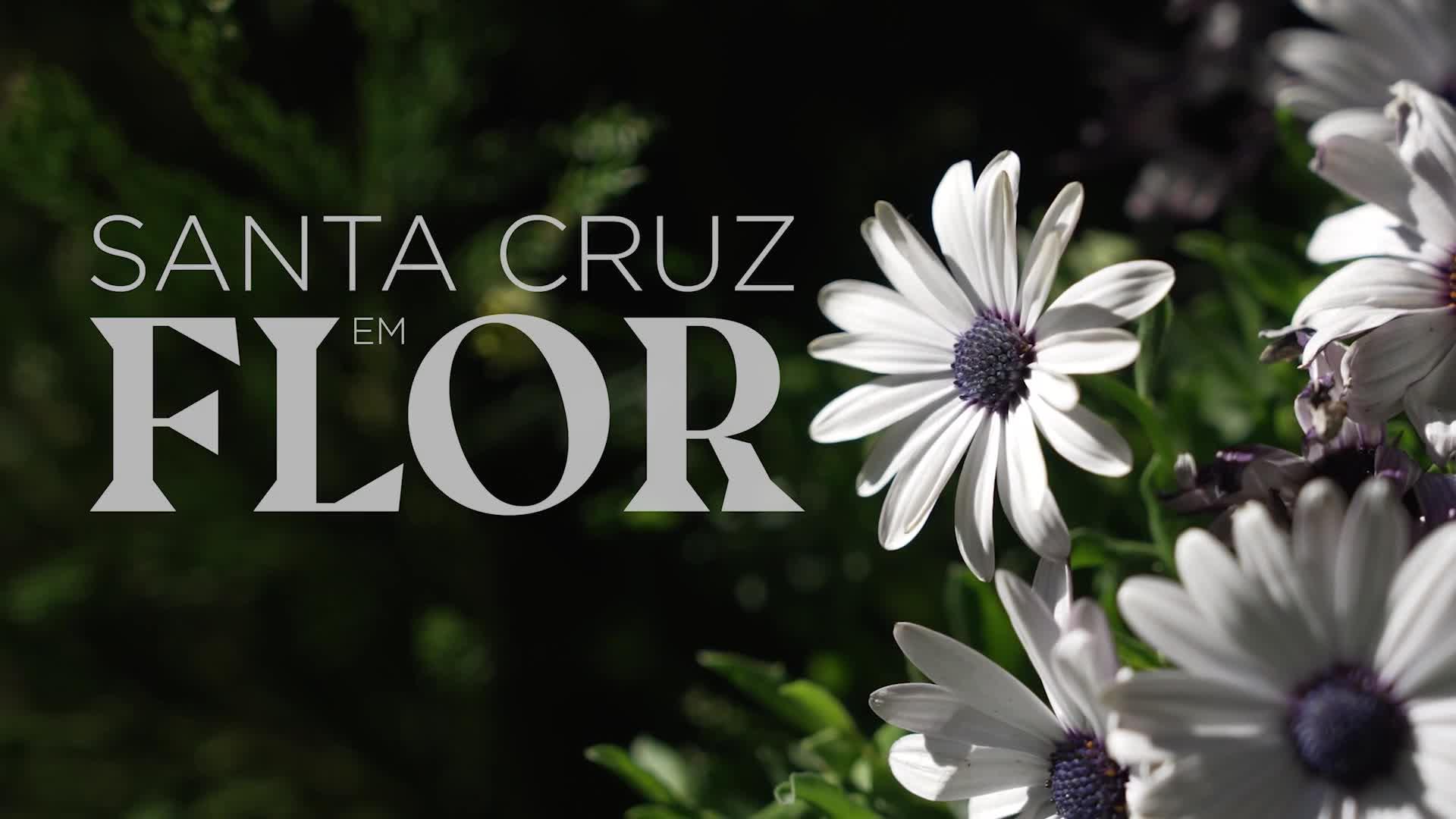 PROMO - SANTA CRUZ EM FLOR 